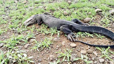 सोलापूर : बोअरवेलमध्ये पडलेल्या घोरपडीस जीवदान