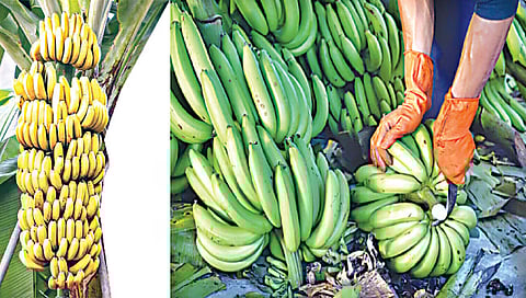 जळगावच्या केळीला प्रथमच विक्रमी भाव, काश्मीरमध्येही मागणी