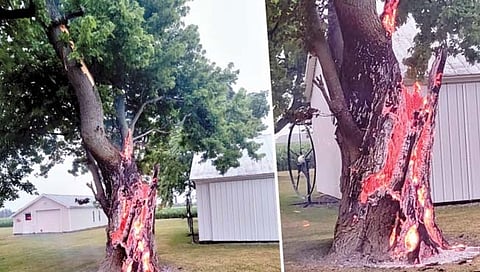 झाडाने घेतला पेट