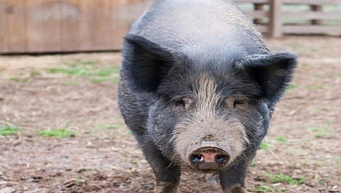 संग्रहित फोटो