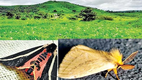 सांगली : कोंडाईवाडी माळावर फुलले रानफुलांचे सौंदर्य