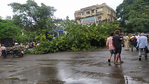 Nashik : मार्केट यार्डसमोरील वडाचे झाड कोसळले