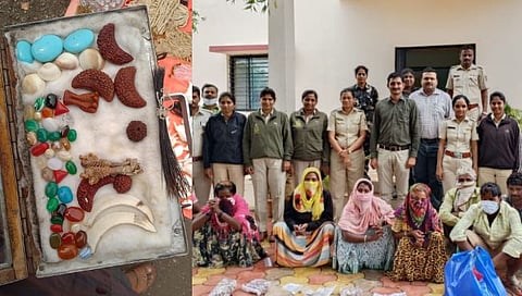 पंढरपूर : आषाढी वारीत वन्यप्राण्याचे अवयव विक्री करणाऱ्या आठ जणांना अटक