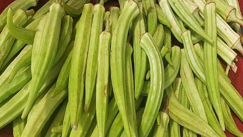 ठाणे : पांढरी भेंडी वधारली ; प्रति किलो १५० रुपये दर,शेतकऱ्यांना ‘अच्छे दिन’