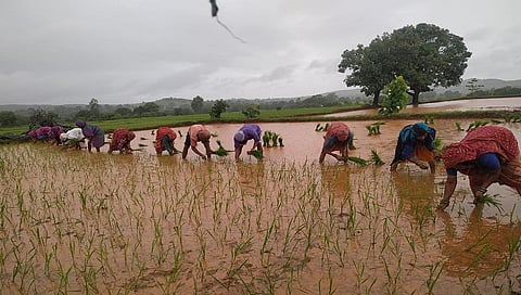 Dhule : पिंपळनेरच्या पश्चिम पट्ट्यात भात लागवडीस जोमात सुरुवात