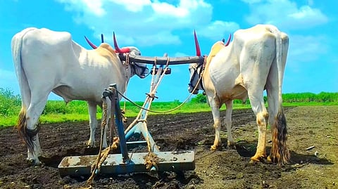 पुरंदर पश्चिम भागातील पेरण्या रखडल्या