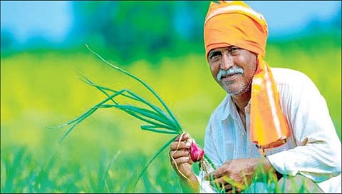 सोलापूर : बँका कर्ज देईनात; अल्पभूधारक शेतकर्यांची कोंडी