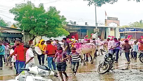 सोलापूर : माळशिरस येथे बैलपोळा उत्साहात साजरा