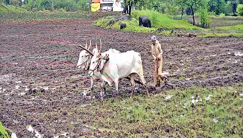 नाशिक : सततच्या पावसाने भातलागवडीला वेग, खरिपाच्या 78 टक्के पेरण्या पूर्ण