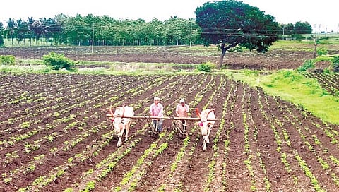 नाशिक : शेतकऱ्यांसाठी कोरडवाहू क्षेत्र विकास कार्यक्रम; एक कोटीहून अधिक निधीचे वितरण