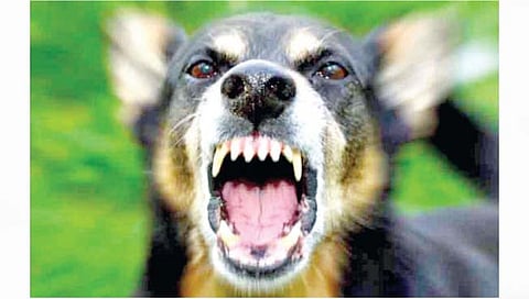 कोल्हापूर : दत्तवाडमध्ये मोकाट कुत्र्यांचा पुन्हा हल्ला; एक शेतकरी गंभीर जखमी