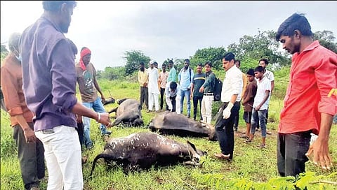 साेलापूर : विजेच्या धक्क्यानेे सहा म्हशी, गायीचा मृत्यू
