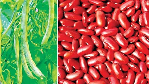 राजमा लागवड करताना…