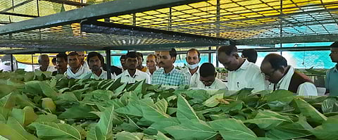 राज्यात वाढणार रेशीम उद्योग; शासनाची प्रोत्साहन योजना