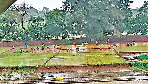 बेळगाव : बेळगुंदी भागात रोपलागवड जोमात