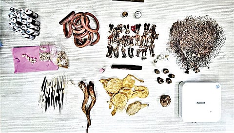 Rare Wildlife : दुर्मीळ वन्यजीव ठरताय अंधश्रद्धेचे बळी ; नाशिकमध्ये तस्करीतून कोटींची उलाढाल