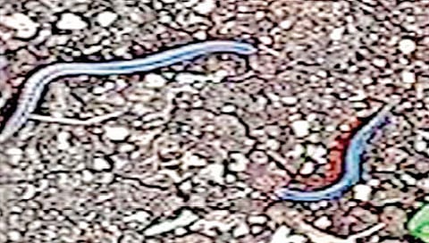 हिंगोली : कोवळ्या पिकांवर वानू, गोगलगायींचा हल्ला ; पिकांची नासाडी, शेतकर्यांच्या चिंतेत भर