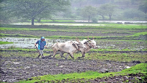 नाशिक : जिल्ह्यात खऱिपाच्या 65 टक्के पेरण्या ; मका, सोयाबीनला शेतकर्यांचे प्राधान्य