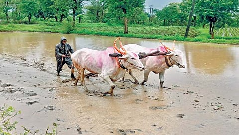 सातारा : पाऊस, गारवा अन् राडारोड्यात भात लागण