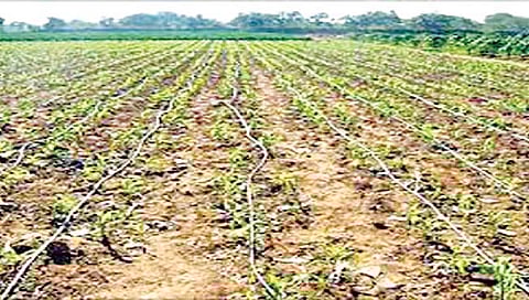 बेळगाव : ठिबक अनुदानाचा पाझर आटला