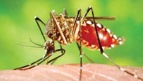 बेळगाव : साथीच्या रोगांचा तालुक्यात प्रादूर्भाव