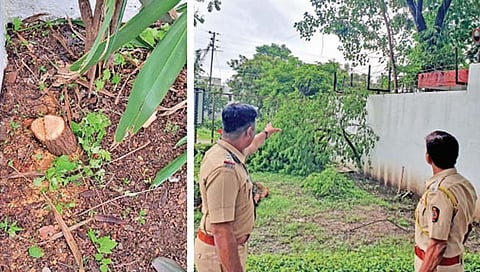 औरंगाबाद : चंदन चोरांचा हैदोस सुरूच