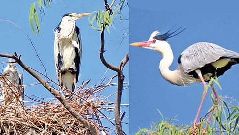 जायकवाडी बॅकवॉटरमध्ये आढळले ‘सारंगागार’
