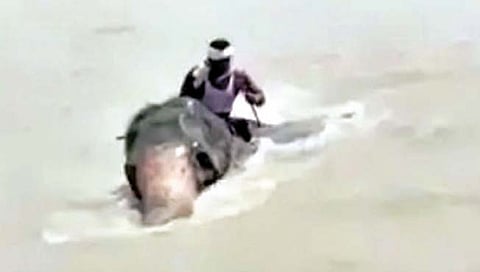 महापुरातून हत्तीवरून पार केली गंगा!