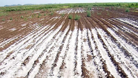 सांगली : क्षारपड सुधारणीच्या 93 कोटी निधीवर टांगती तलवार