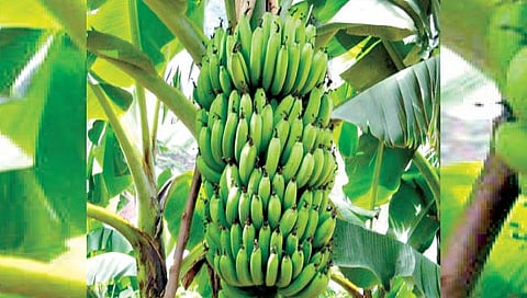 केळीच्या उत्पादनवाढीसाठी…