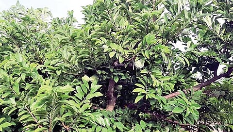 आखाती देशाला पळशीच्या सीताफळाची गोडी