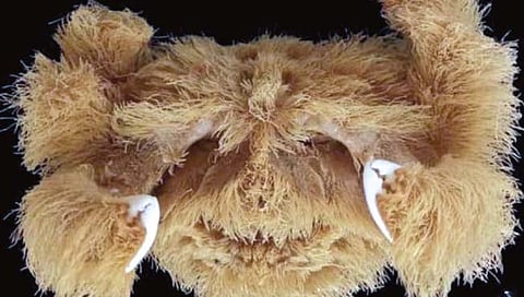 ऑस्ट्रेलियात सापडला केसाळ खेकडा