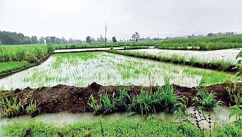 सांगली : चांदोलीत अतिवृष्टी; जिल्ह्यात संततधार