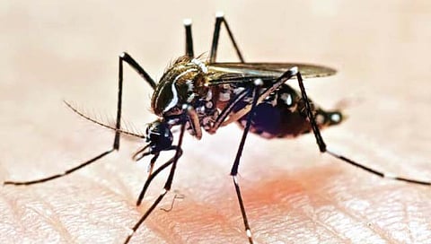 डासांच्या चार प्रजातींमुळे पाच आजार; प्रतिबंध हाच प्रादुर्भाव रोखण्याचा एकमेव उपाय असल्याचे तज्ज्ञांचे मत