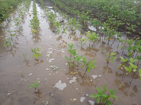 हिंगोली : गोजेगाव येथे मुसळधार पावसामुळे पाझर तलाव फुटला; शेतकऱ्याचे नुकसान