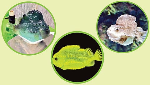 सरड्यासारखा मासाही बदलतो शरीराचा रंग