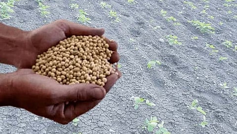 धुळे : बोगस बियाणे विक्रीला आळा घालण्यासाठी जिल्ह्यात 5 भरारी पथके स्थापन