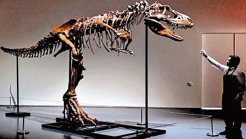 डायनासोरच्या सांगाड्याची किंमत 47 कोटी रुपये!