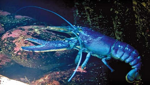 मासेमारी करताना सापडला दुर्मीळ निळा झिंगा!