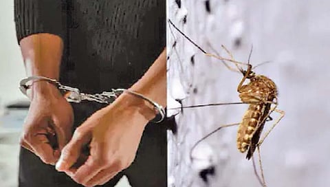 डासाने पकडून दिला चोर!