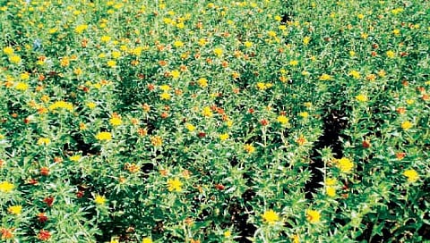 करडई पीक संरक्षण