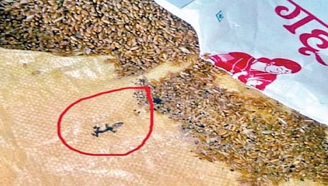 रत्नागिरी : स्तनदा मातेला देण्यात आलेल्या धान्यात सापडली मृत पाल; थेट मुख्यमंत्र्यांकडे तक्रार