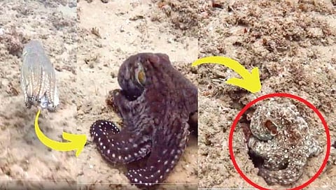 क्षणार्धात रंग बदलणारा ऑक्टोपस