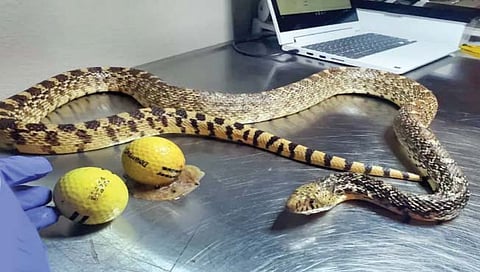 सापाने अंडी म्हणून गिळले दोन गोल्फ बॉल!