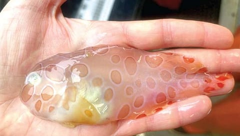 जेलीसारखा दिसणारा विचित्र मासा