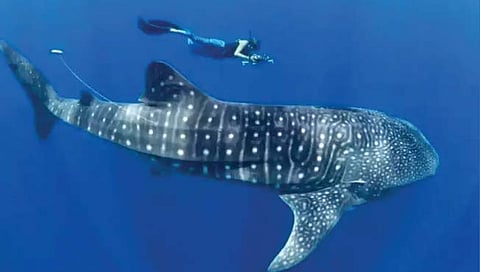 सर्वात मोठा शार्क खातो शैवाल!