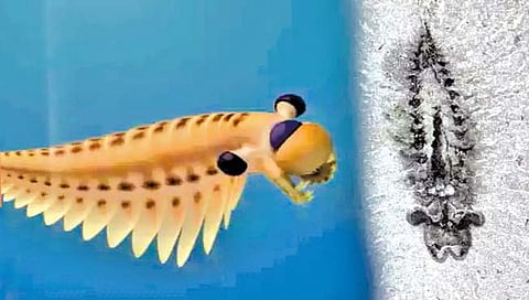 तीन डोळे असलेल्या जलचराच्या मेंदूचे जीवाश्म