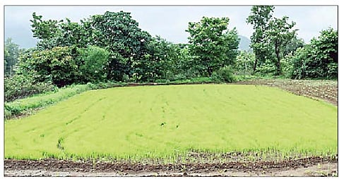 अकोले : मुळा प्रवरा पाणलोट क्षेत्रात संततधार पावसामुळे भात रोपे अवनीच्या प्रतीक्षेत दिसत आहे. (छाया : विलास तुपे)