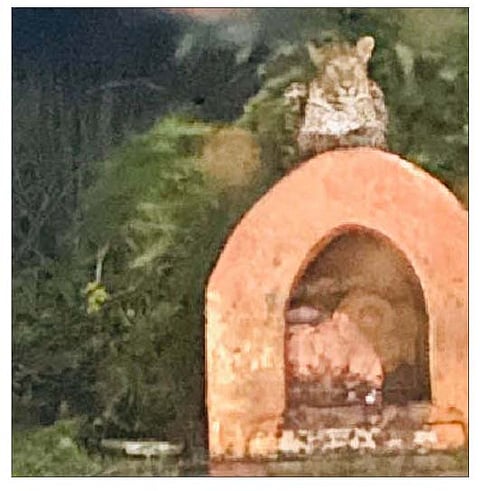 वडगाव काशिंबेग येथे श्री गोसावी बाबांच्या मंदिरावर बिबट्या येऊन बसलेला दिसत आहे.