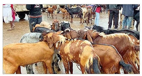 चाकण येथील बोकड बाजारात विक्रीसाठी आलेले बोकड. (छाया : अविनाश दुधवडे)